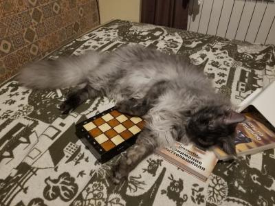 шахматы, шахматы для начинающих, гроссмейстер в шахматах, мастер в шахматах, играть в шахматы, тренер по шахматам